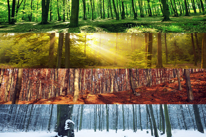 Woodland in the four seasons